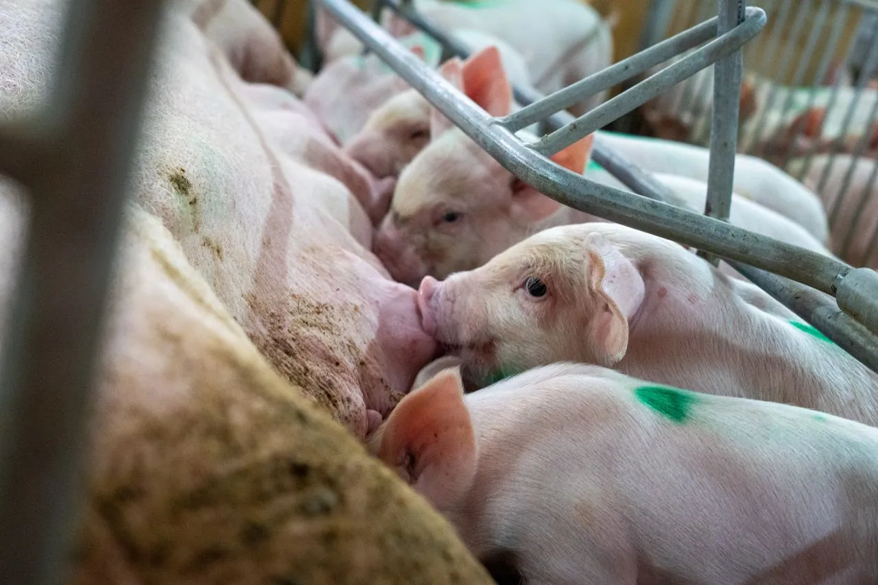 Piglets nursing alongside the sow in a farrowing pen