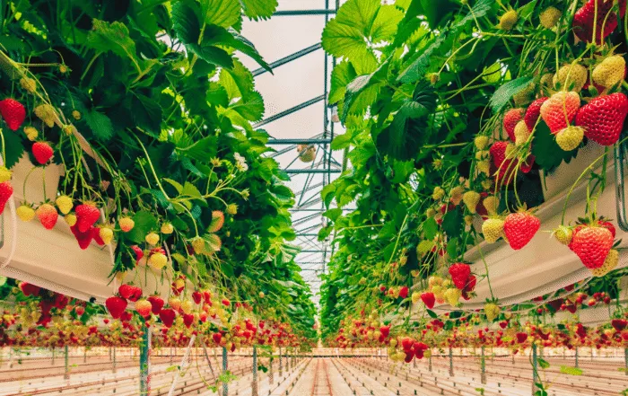 Indoor greenhouse growing facility with rows of leafy crops